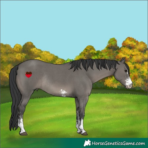 Horse Color:Grullo Sabino Tobiano Rabicano