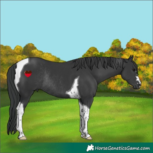 Horse Color:Black Tobiano Rabicano