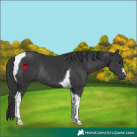 Horse Color:Black Tobiano Rabicano