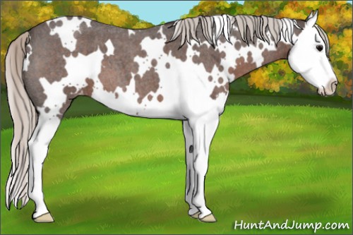 Horse Color:White Spotted Silver Blue Roan Splash Appaloosa 