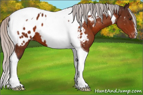 Horse Color:Silver Brown Tobiano Appaloosa 