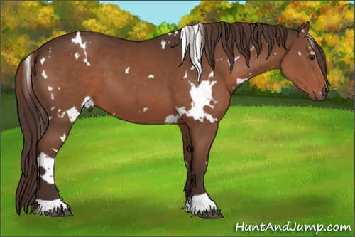 Horse Color:White Spotted Liver Chestnut 