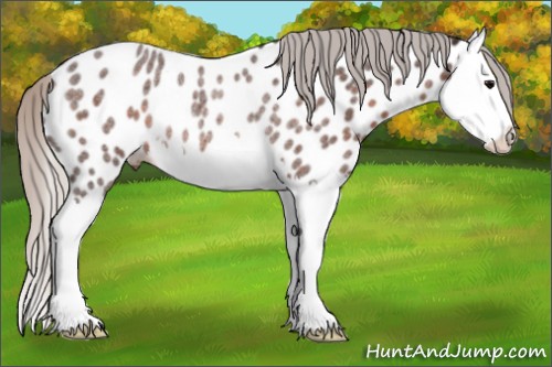 Horse Color:Silver Brown Roan Splash Appaloosa Rabicano 