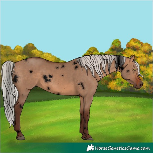 Horse Color:Void White Spotted Silver Brown Dun Rabicano 