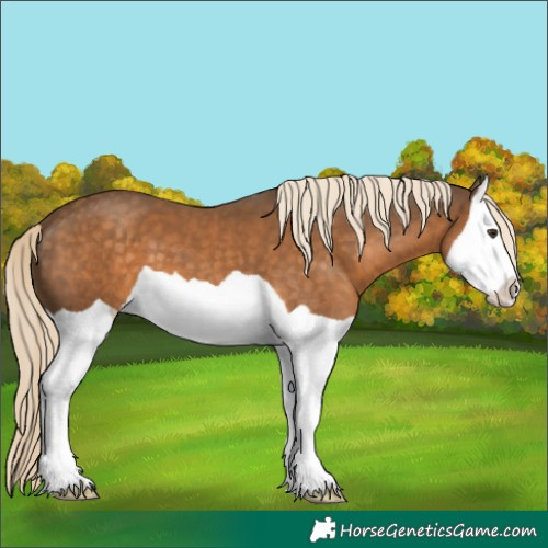 Horse Color:Chocolate Palomino Splash 