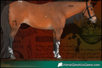 Horse Color:Bay Tobiano 