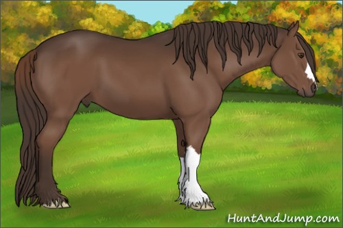 Horse Color:Liver Chestnut 