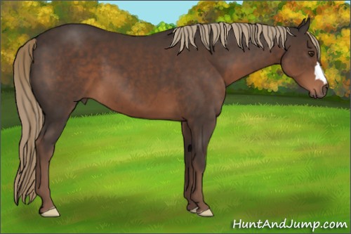 Horse Color:Liver Chestnut 