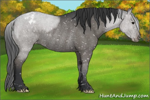 Horse Color:Blue Roan Appaloosa Rabicano 
