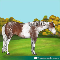 Horse Color:White Spotted Silver Brown 