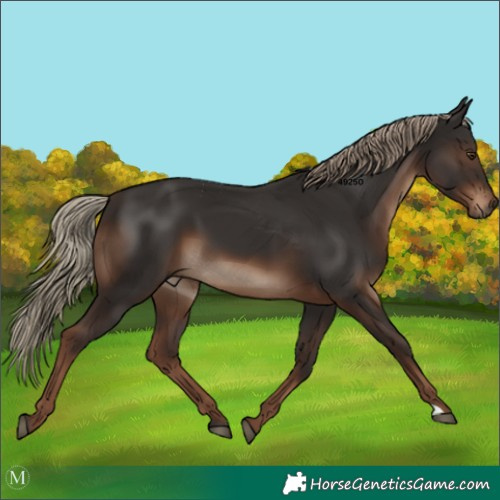Horse Color:Liver Chestnut 