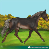 Horse Color:Liver Chestnut 