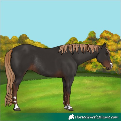 Horse Color:Liver Chestnut Rabicano 