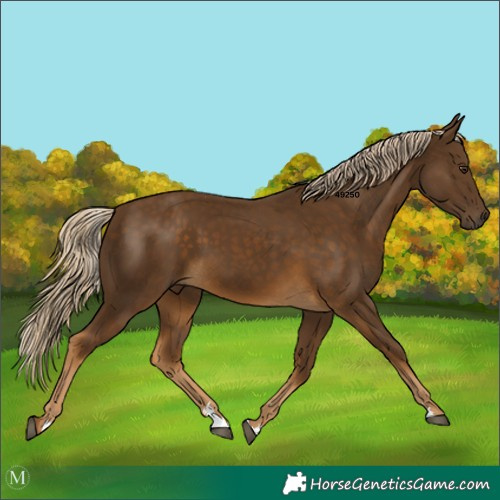 Horse Color:Chocolate Palomino Rabicano