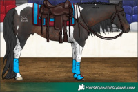 Horse Color:Brown Tobiano Rabicano