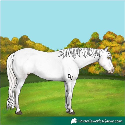 Horse Color:White Spotted Silver Brown Dun Appaloosa Rabicano 