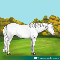Horse Color:White Spotted Silver Brown Dun Appaloosa Rabicano 