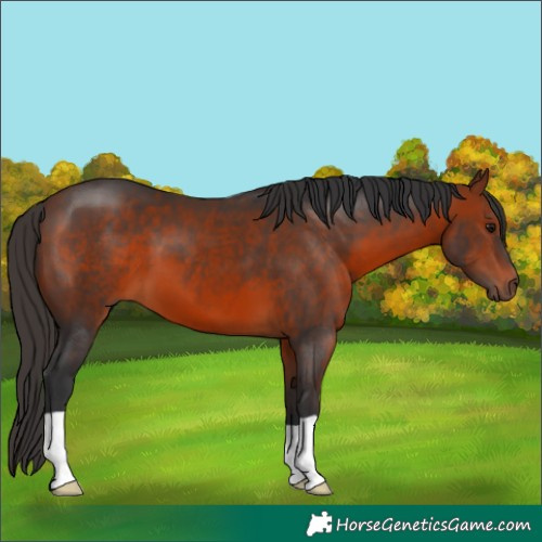Horse Color:Bay 