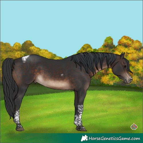 Horse Color:Brown Tobiano Frame Rabicano 