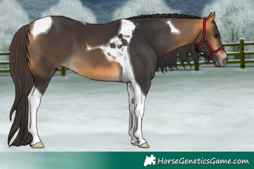 Horse Color:Buckskin Tobiano 