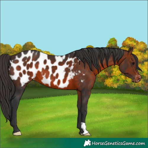 Horse Color:Brown Near Leopard 