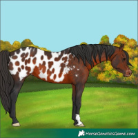 Horse Color:Brown Near Leopard 