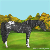 Horse Color:Black Appaloosa 