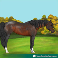 Horse Color:Brown 