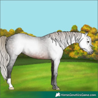 Horse Color:Gray Silver Brown 
