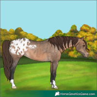 Horse Color:Brown Dun Appaloosa Rabicano 