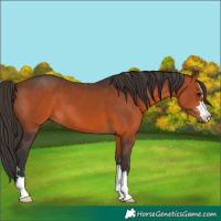 Horse Color:Bay 