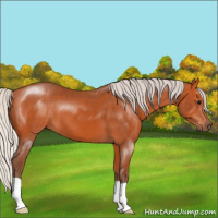 Horse Color:Silver Bay 