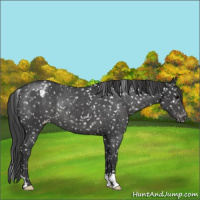 Horse Color:Black Appaloosa Rabicano 