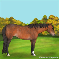 Horse Color:Brown Rabicano 
