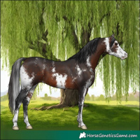 Horse Color:Brown Sabino