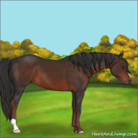Horse Color:Liver Chestnut 