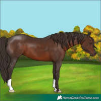 Horse Color:Liver Chestnut 