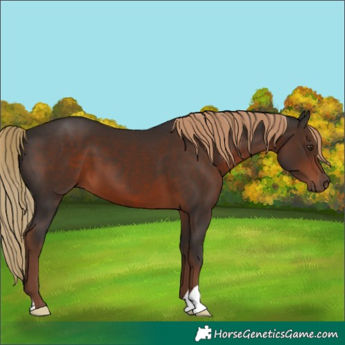 Horse Color:Liver Chestnut