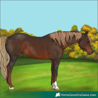 Horse Color:Liver Chestnut 