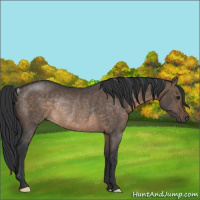 Horse Color:Brown Dun Rabicano 