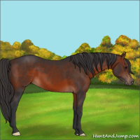 Horse Color:Brown 