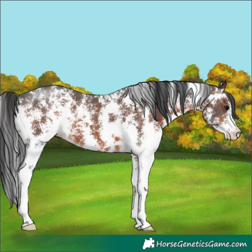 Horse Color:Brown Sabino 