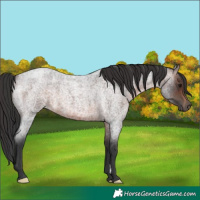 Horse Color:Brown Roan