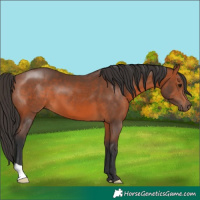 Horse Color:Bay 