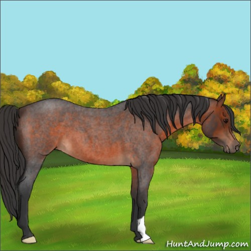 Horse Color:Brown Roan