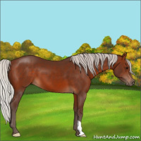 Horse Color:Silver Brown 
