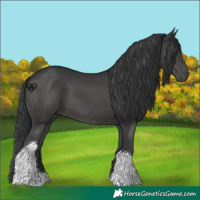 Horse Color:Black Tobiano 