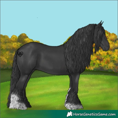 Horse Color:Black Tobiano 