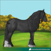 Horse Color:Black Tobiano 
