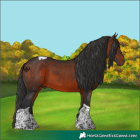Horse Color:Brown Tobiano 